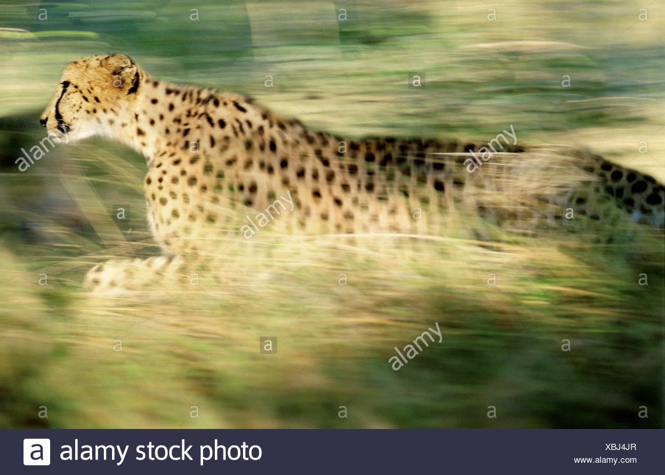 King Cheetah Stock Photos & King Cheetah Stock Images - Alamy