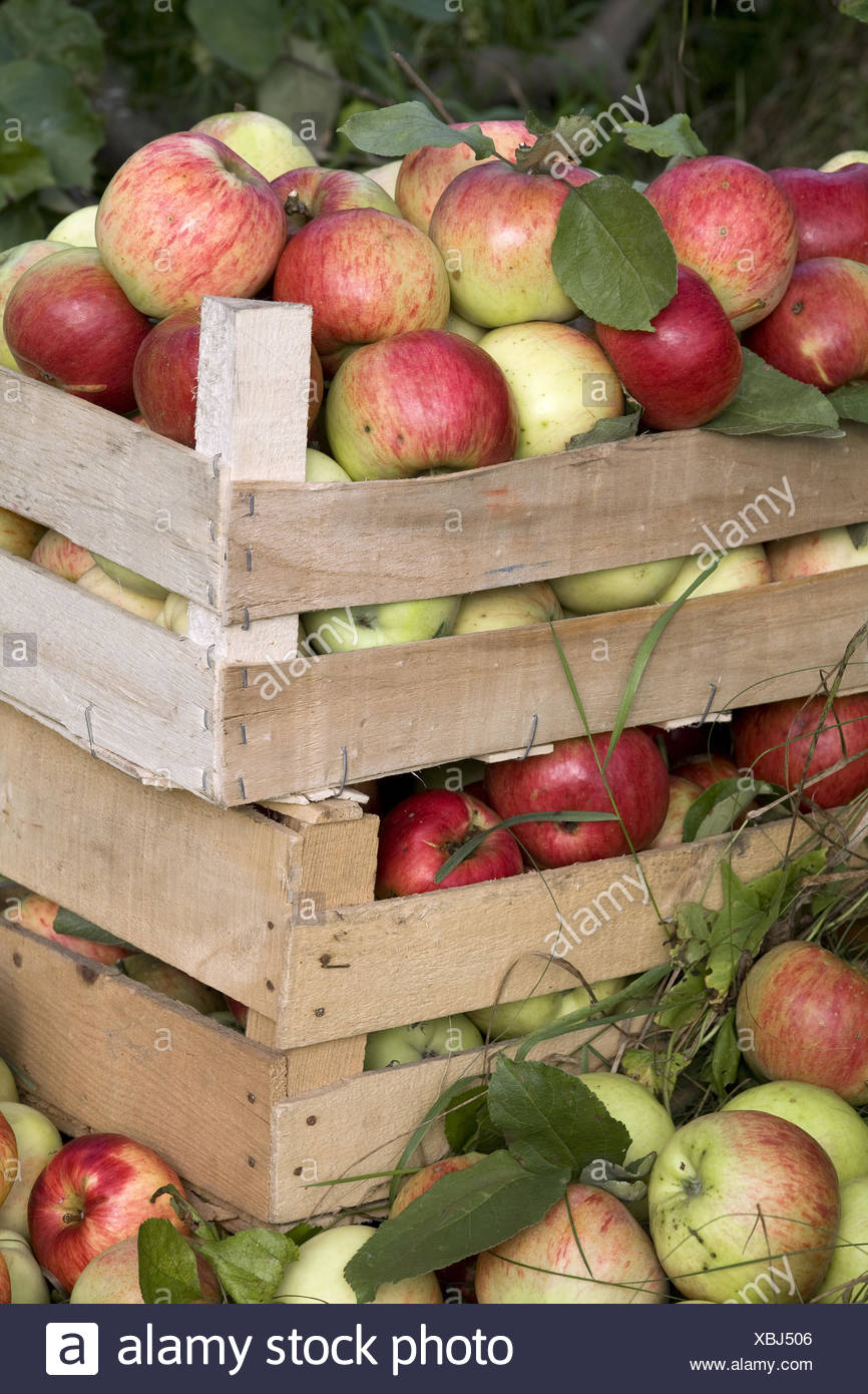 Apple Boxes Stock Photos & Apple Boxes Stock Images Alamy