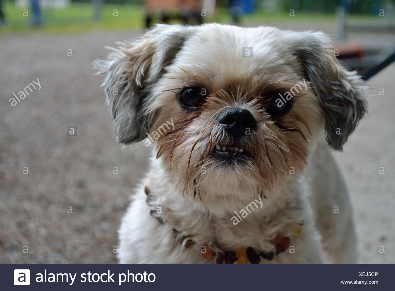 small dogs with big eyes