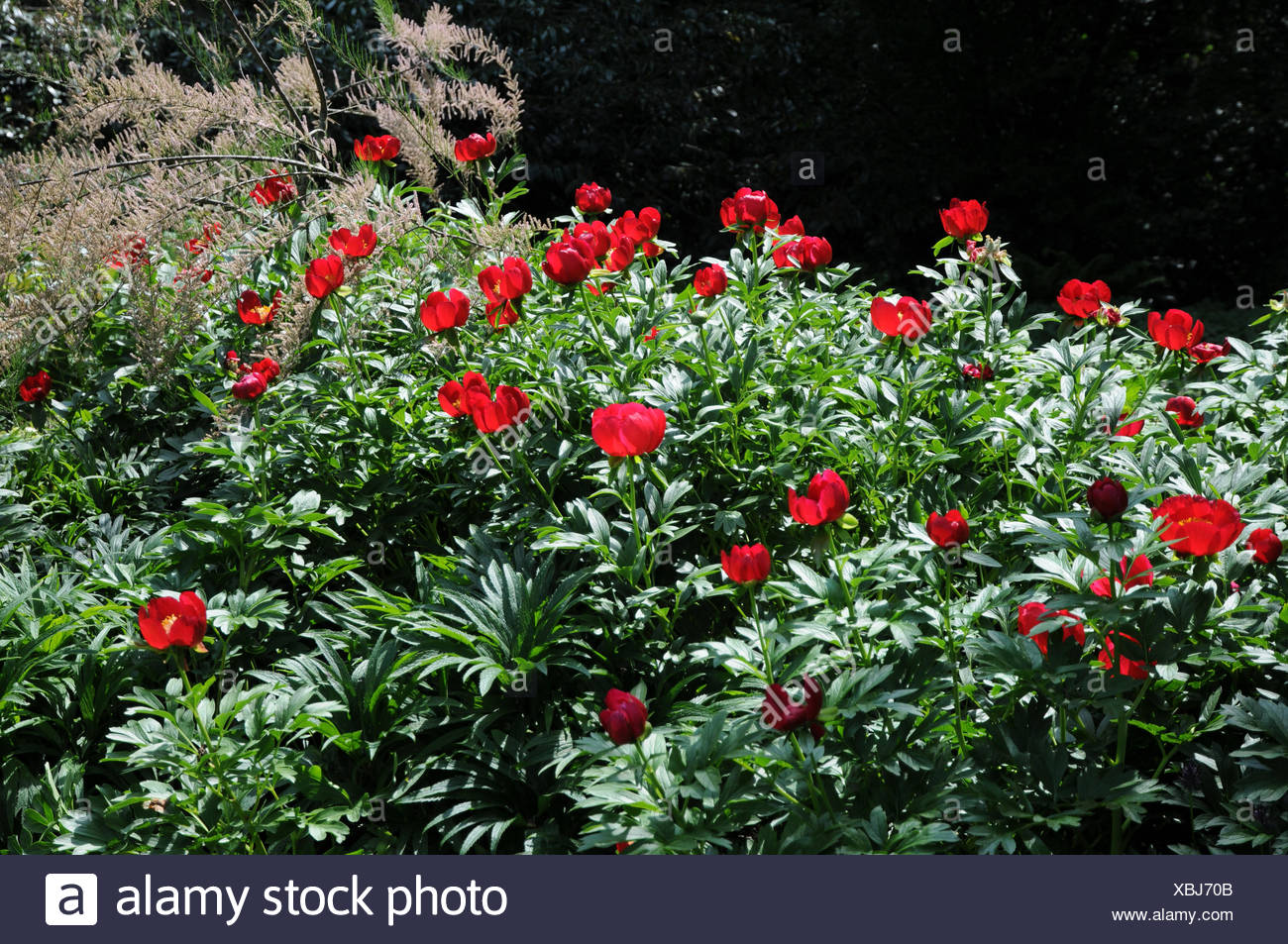 Scarlet red single peony Stock Photo