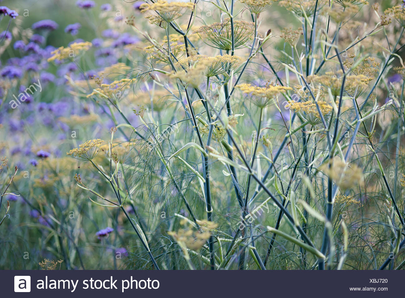 Bronze Fennel Purpureum Foeniculum Vulgare High Resolution Stock