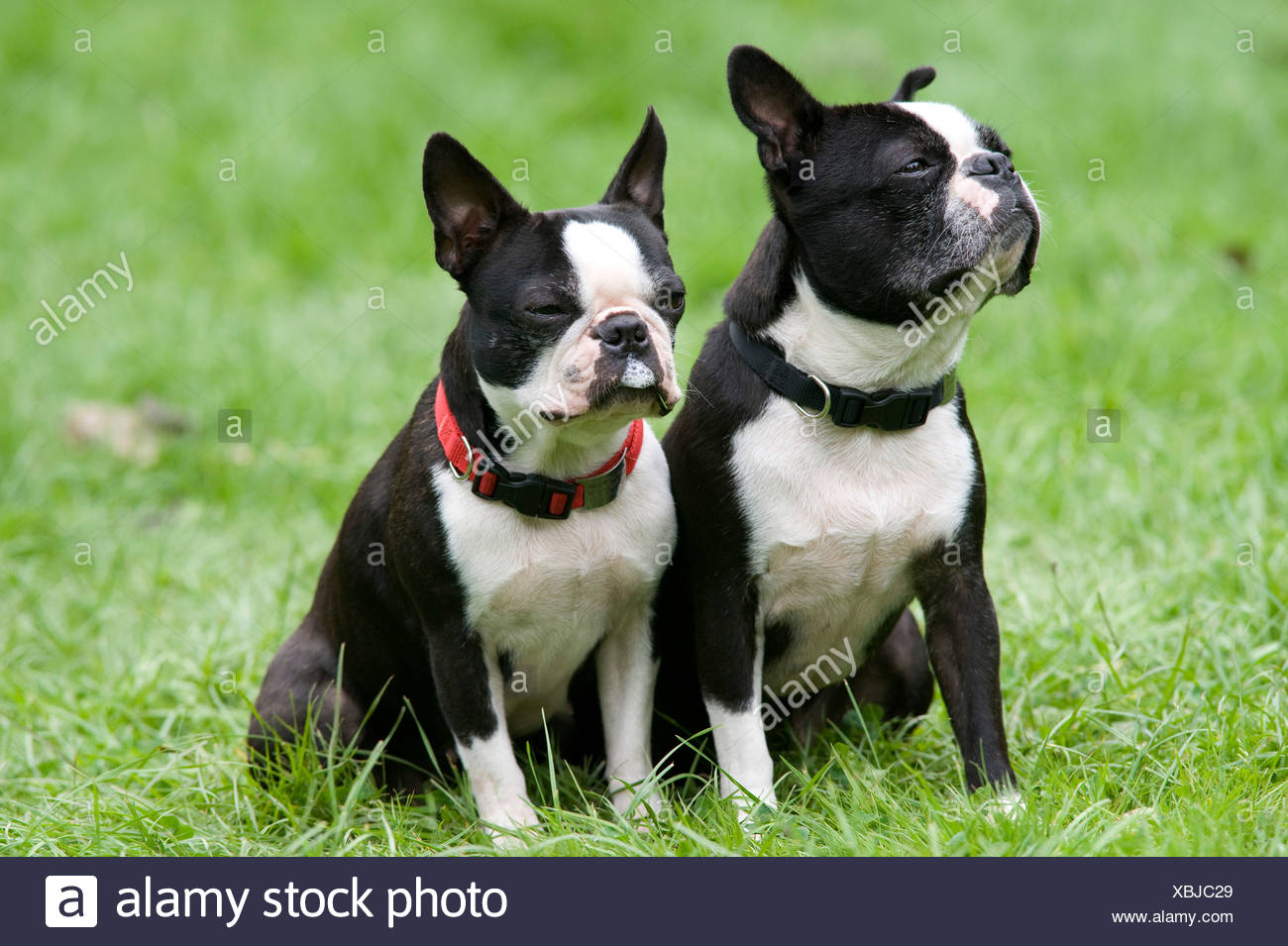Pair Of Boston Terrier Dogs Sitting Together Stock Photo Alamy