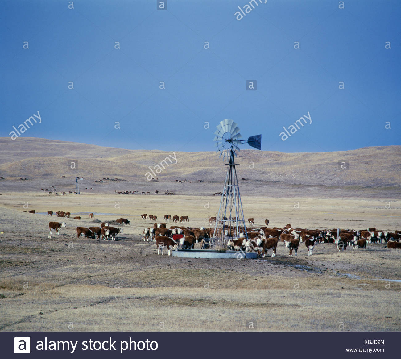 hereford-400-lb-calves-at-water-tank-by-windmill-XBJD2N.jpg