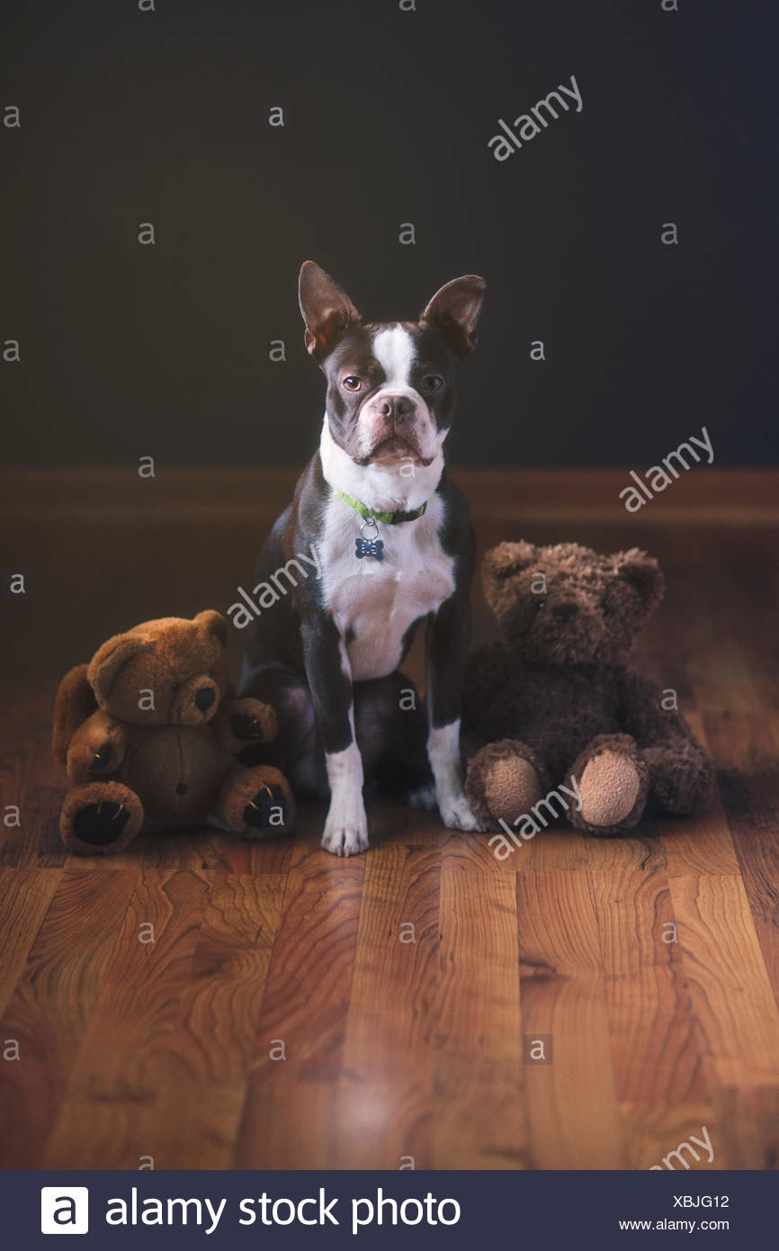 boston terrier teddy