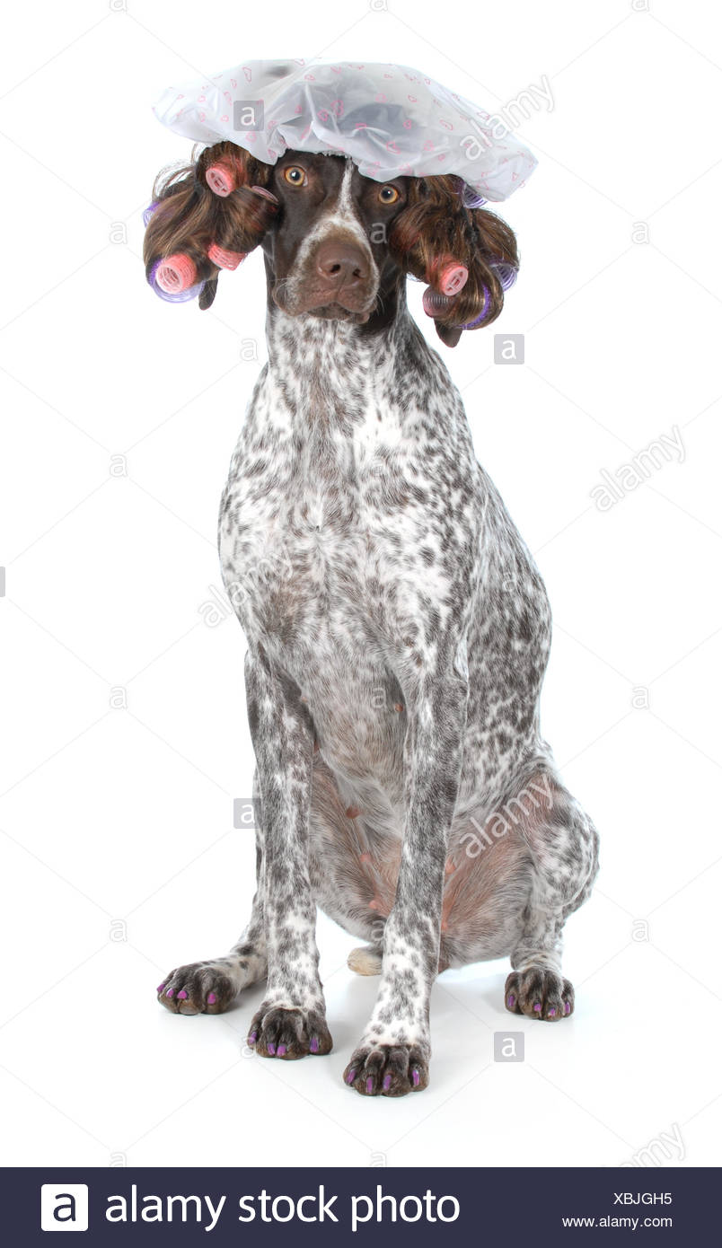Dog Grooming German Shorthaired Pointer At The Beauty Salon