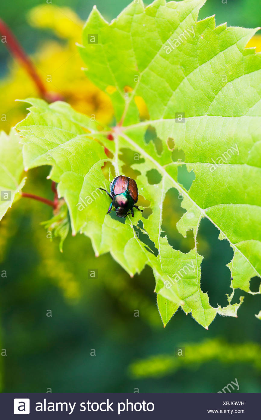 Japanese Beetle Popillia Japonica High Resolution Stock Photography and