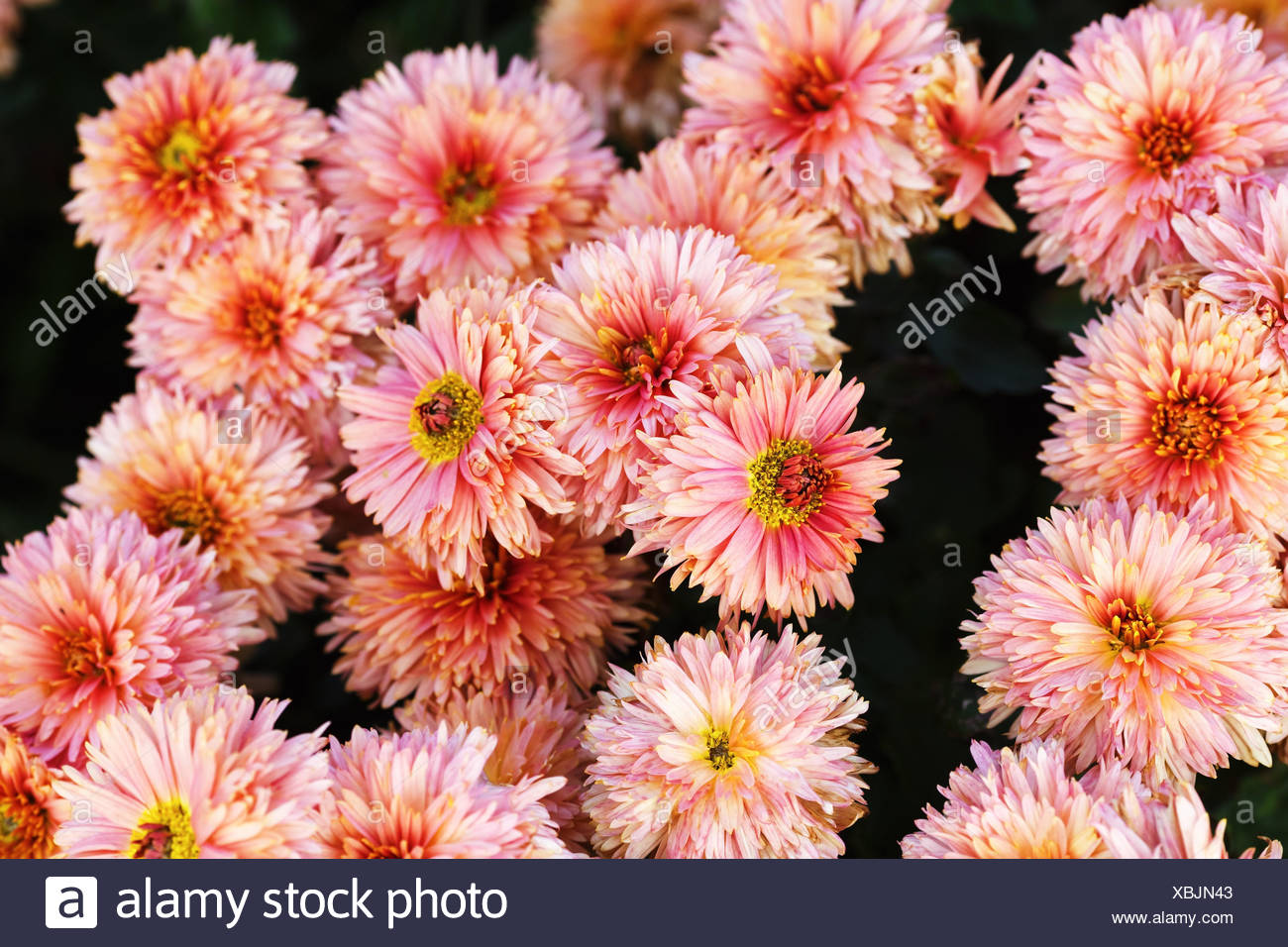 Fall Colour Wedding Flowers Stock Photos Fall Colour Wedding