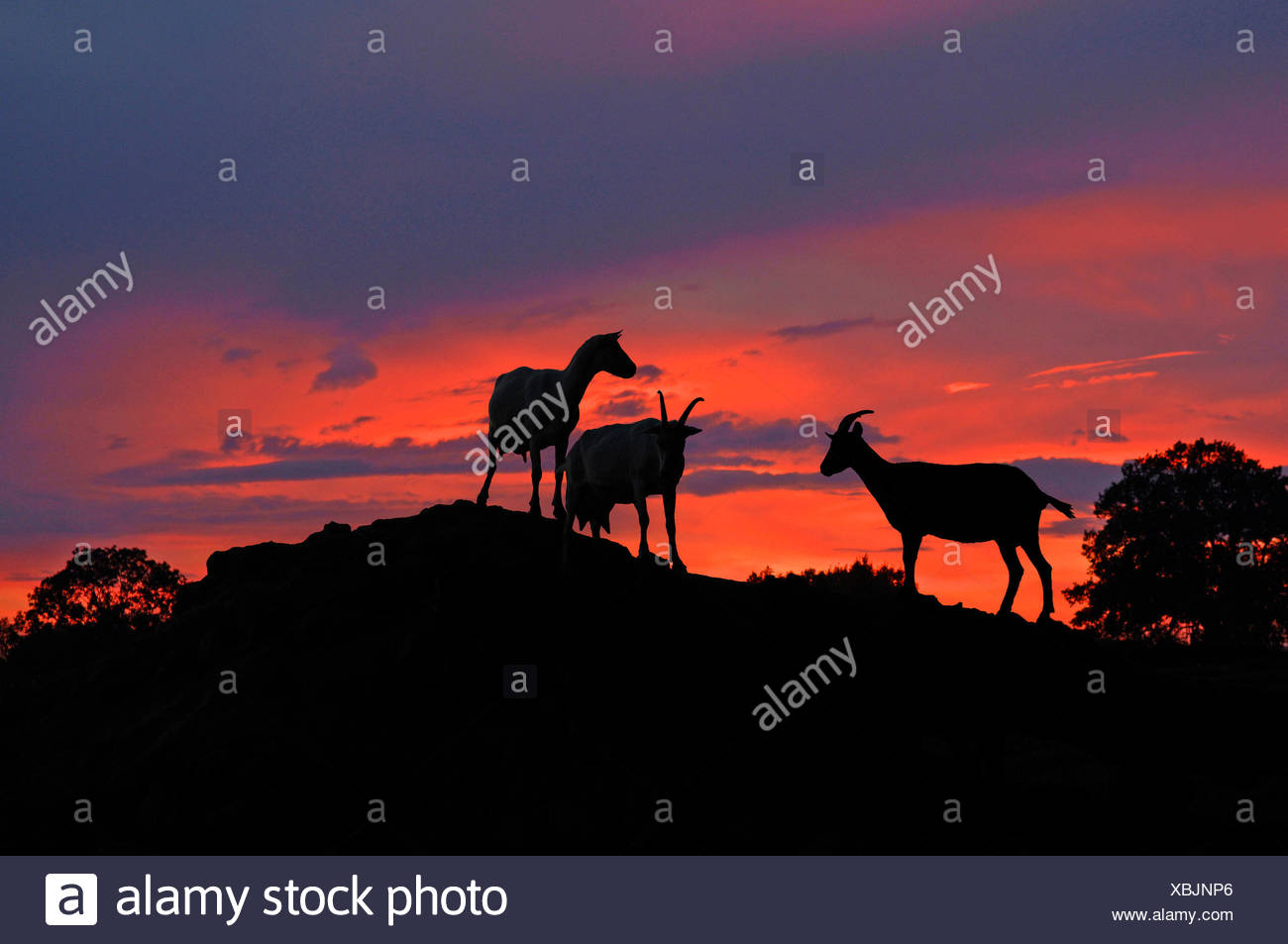 Dairy Goats In Silhouette On A Hill Against The Evening Sky