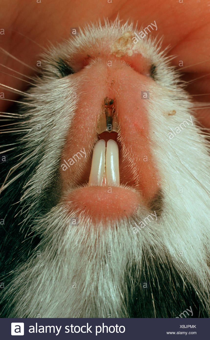 Guinea Pig Teeth Stock Photos & Guinea Pig Teeth Stock Images Alamy