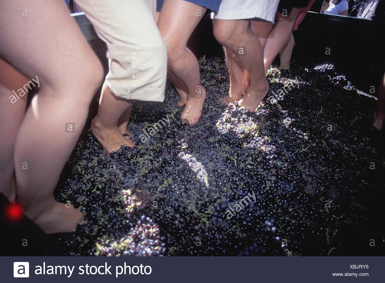 Grape Stomping High Resolution Stock Photography and Images Alamy