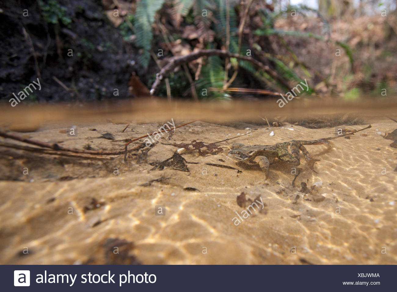 Frog Swimming Underwater High Resolution Stock Photography and Images