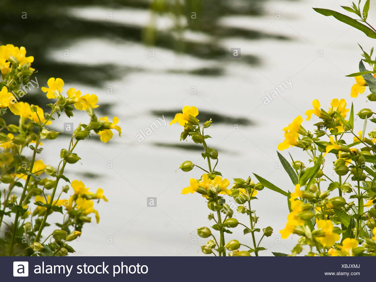 Mimulus Flowers High Resolution Stock Photography and Images - Alamy