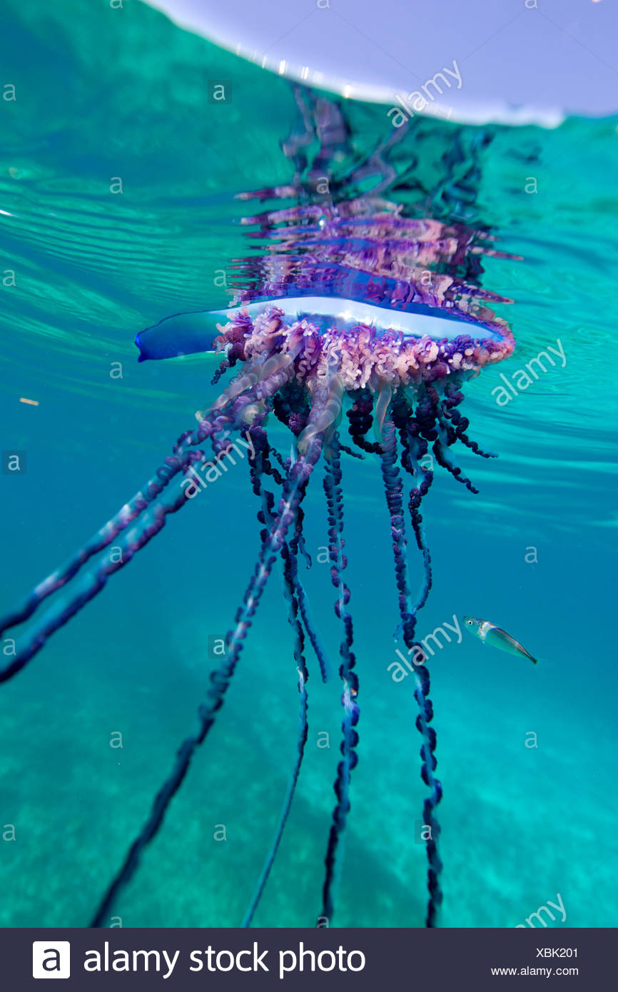 Over/under view of a Portuguese Man of War, a jelly-like marine invertebrate of the Family Physallidae. Stock Photo