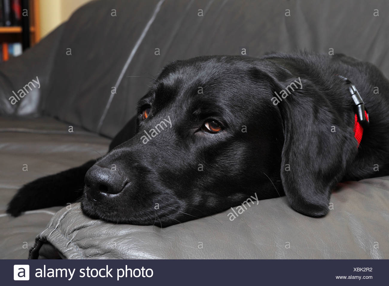labrador sofa