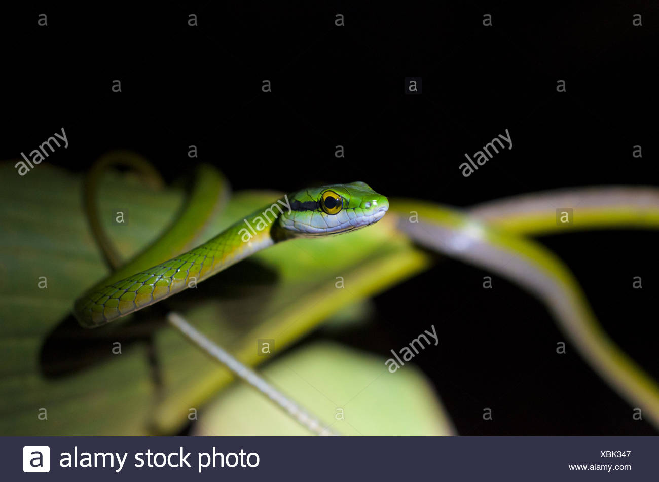 Lora Snake High Resolution Stock Photography and Images - Alamy
