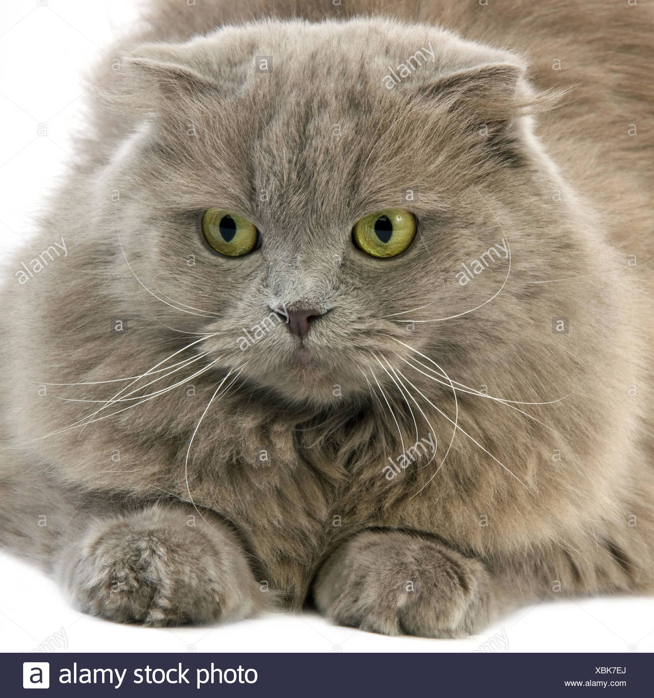 Long Haired Grey Cat White High Resolution Stock Photography And Images Alamy