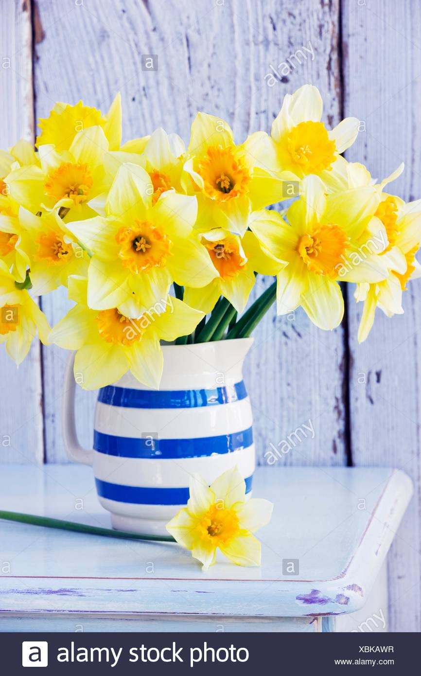 Daffodils In Jug Stock Photos & Daffodils In Jug Stock Images Alamy