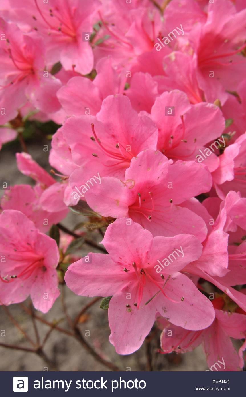 Azalea Rhododendron Obtusum Stock Photos Azalea Rhododendron