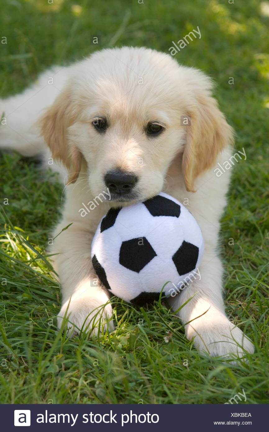 puppy with soccer ball