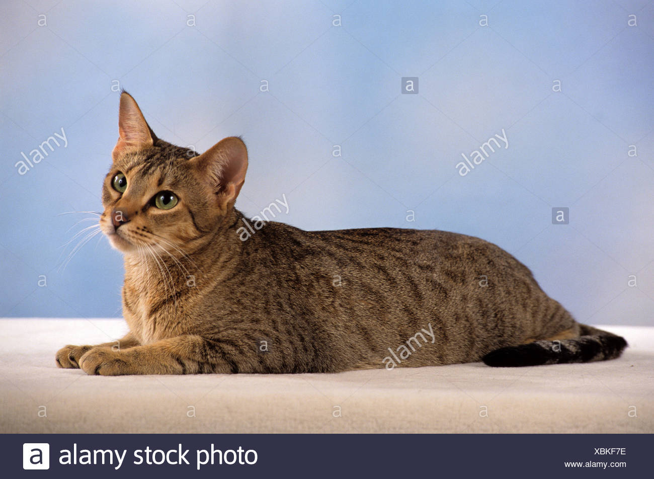 Сирийская кошка