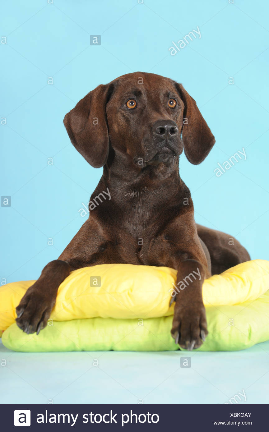 Mixed Breed Dog Weimaraner Labrador And Ridgeback Lying On Pillows Stock Photo Alamy