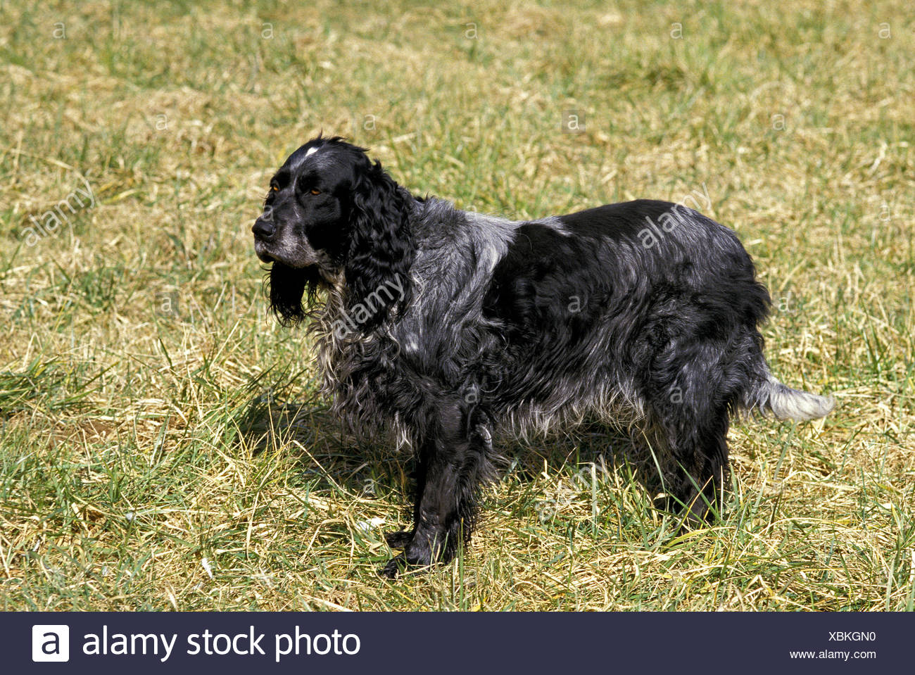 Blue Picardy Spaniel Dog On Grass Stock Photo Alamy
