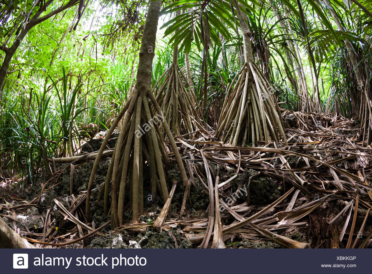 Pandanus Christmatensis High Resolution Stock Photography and Images