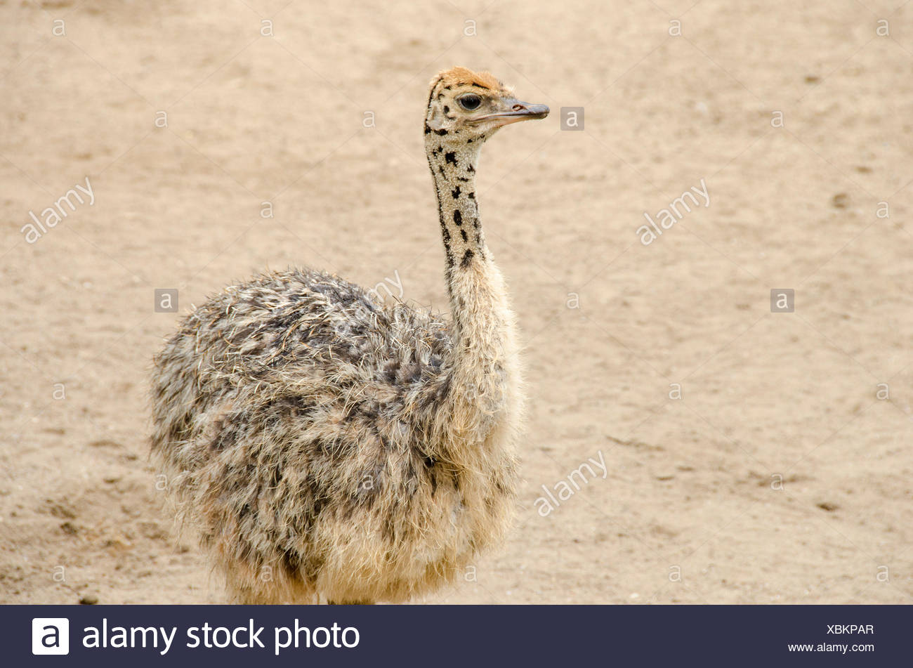 Small Cute Baby Ostrich Struthio Camelus Walking On Sand Stock