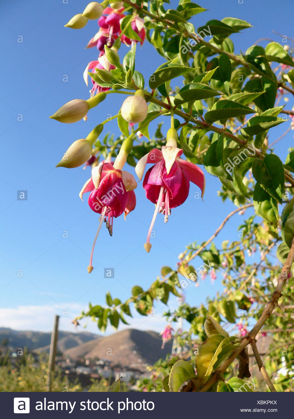 Resultado de imagen para Ciruelo de huesito  (Spondias purpurea