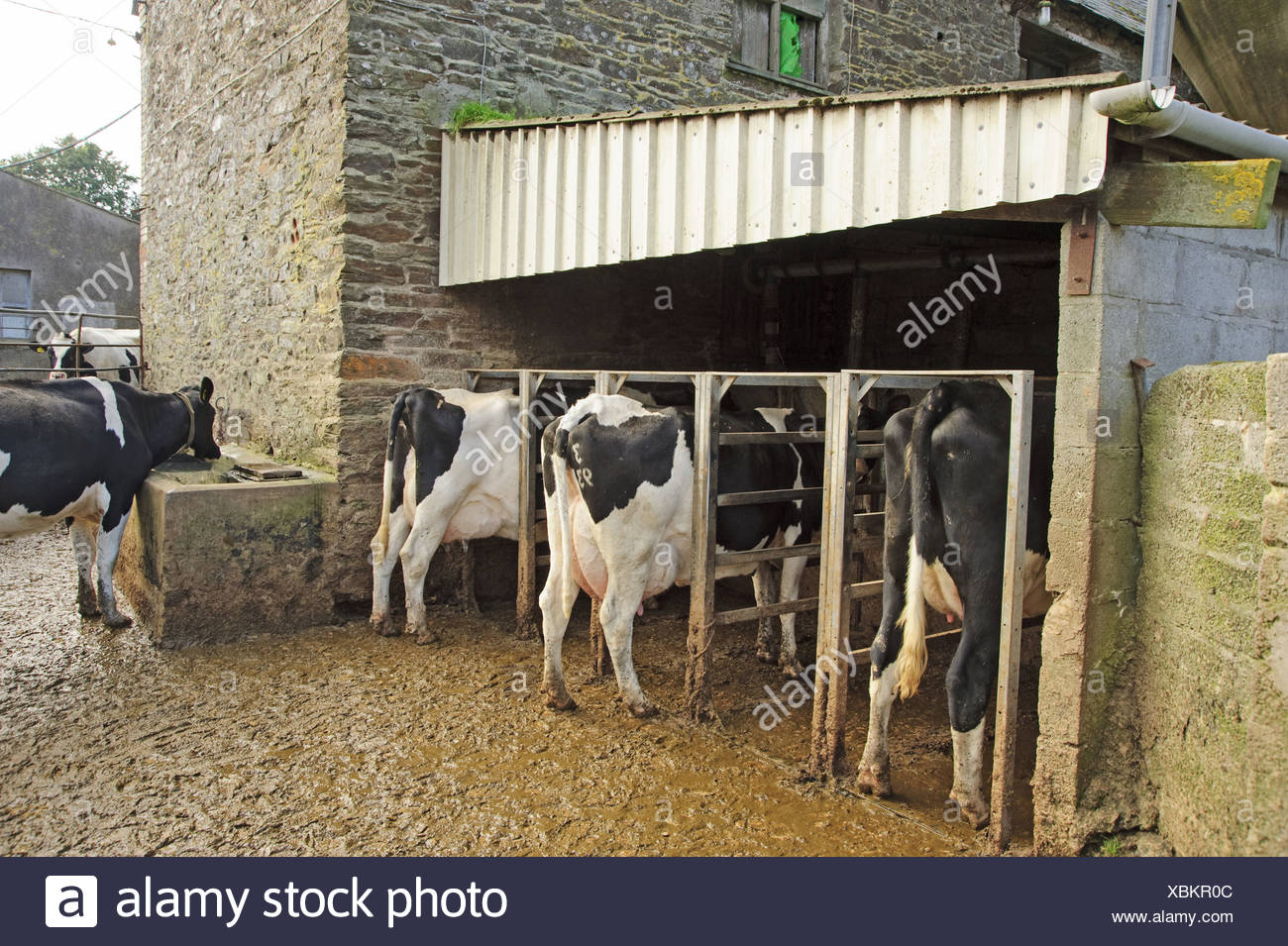 Holstein Feed Out Of Parlour Feeder Cow Dairy Friesian Friesians