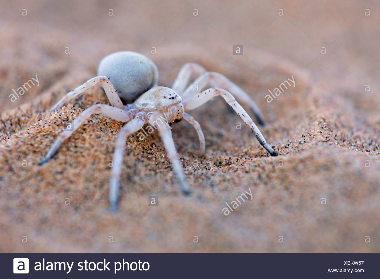 photo Dancing White Lady Spider Poisonous https www alamy com white lady spider dancing white lady spider leucorchestris arenicola sitting on sand namibia dorob national park swakomund image282563939 html