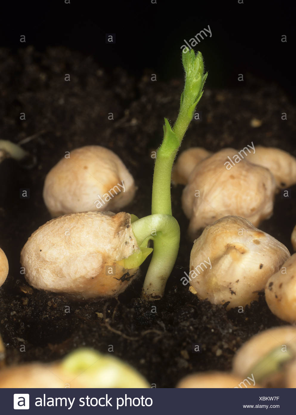 Seed Root Shoot Soil High Resolution Stock Photography and Images - Alamy
