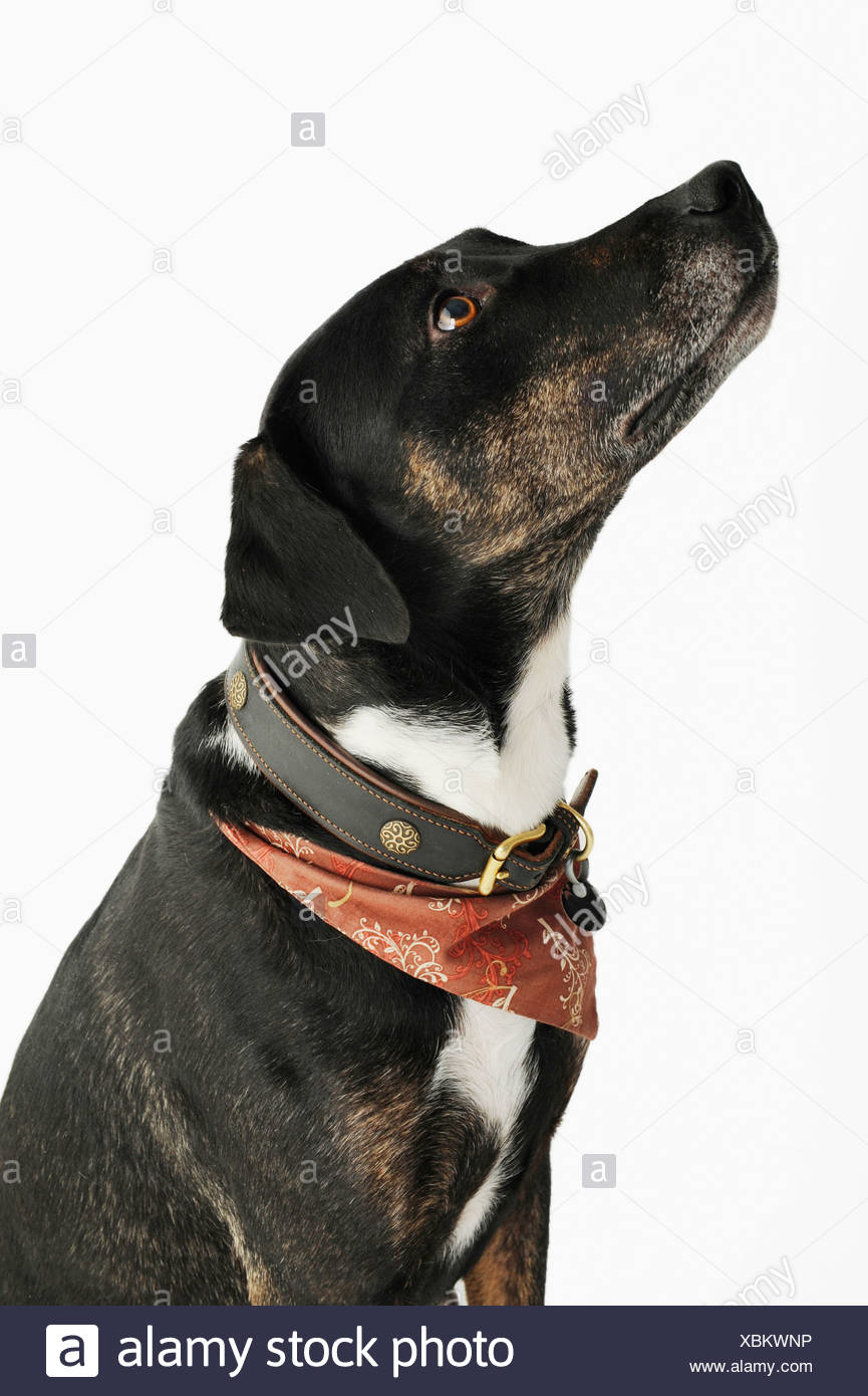 black bandana dog collar