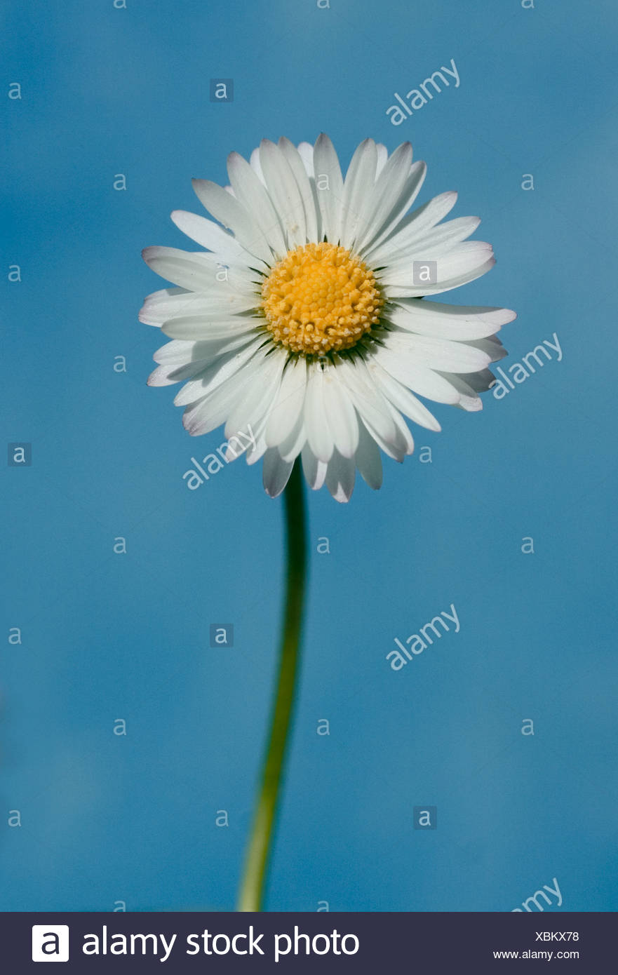 Daisy With Stem Stock Photos & Daisy With Stem Stock Images Alamy