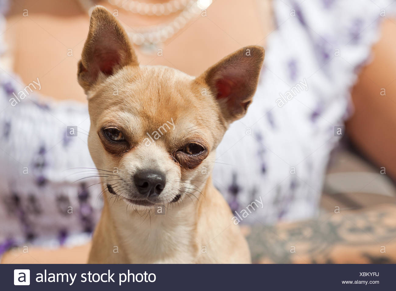 funny looking chihuahua