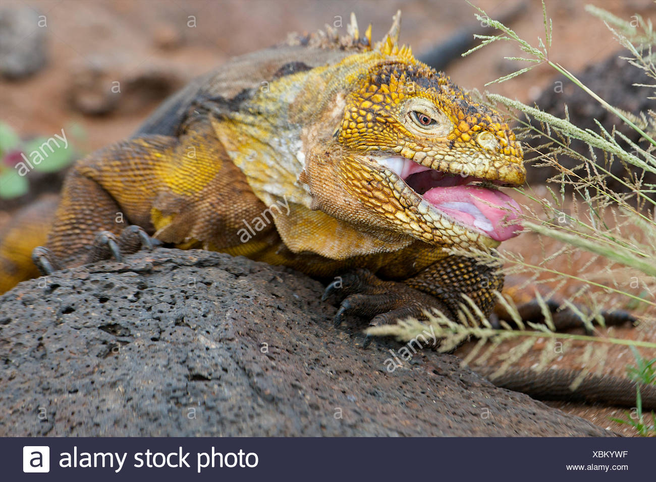 Iguana Tongue Stock Photos & Iguana Tongue Stock Images Alamy