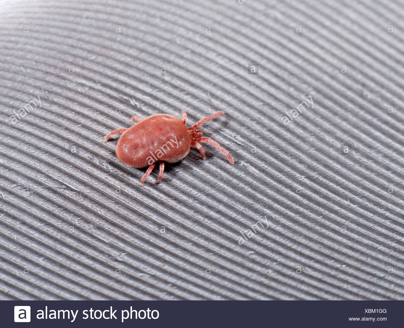 Red Spider Mite Garden High Resolution Stock Photography and Images Alamy