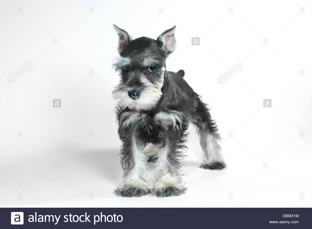 baby schnauzer for sale