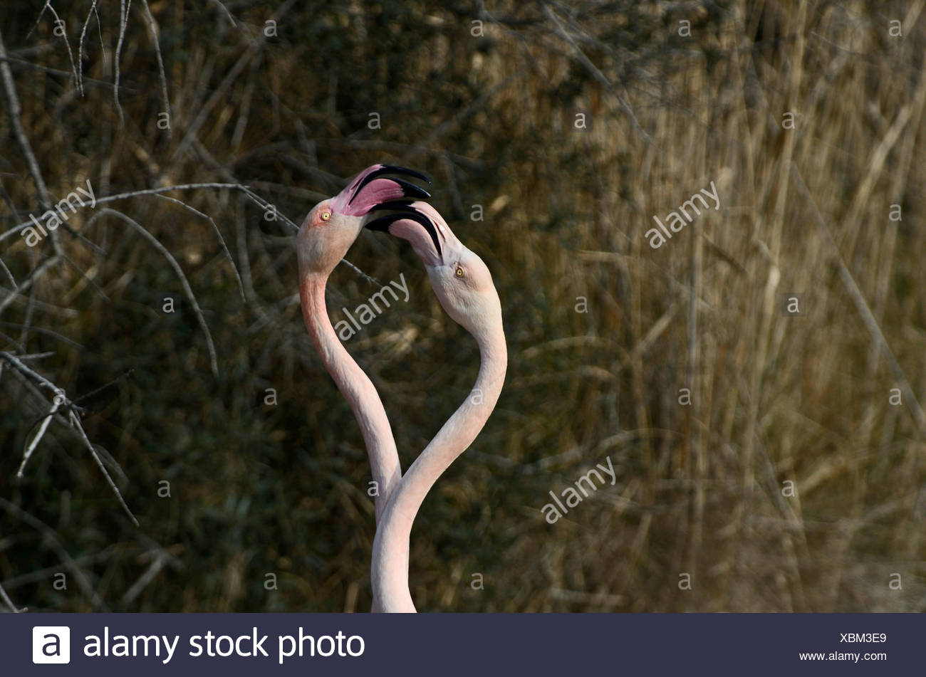 Greater Flamingo Phoenicopterus roseus Camargue France Stock Photo