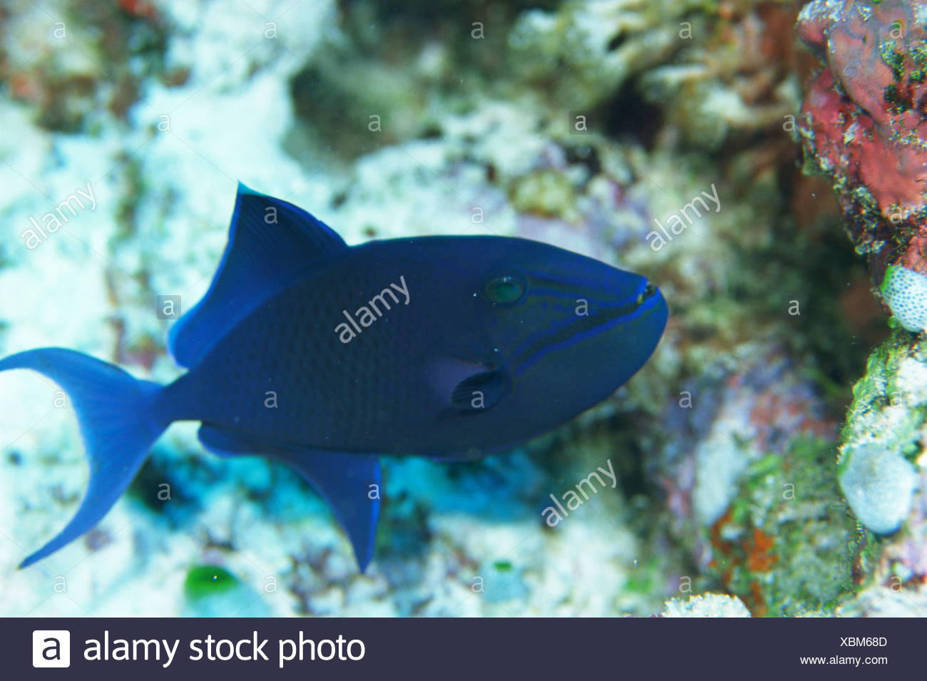 a blue line triggerfish