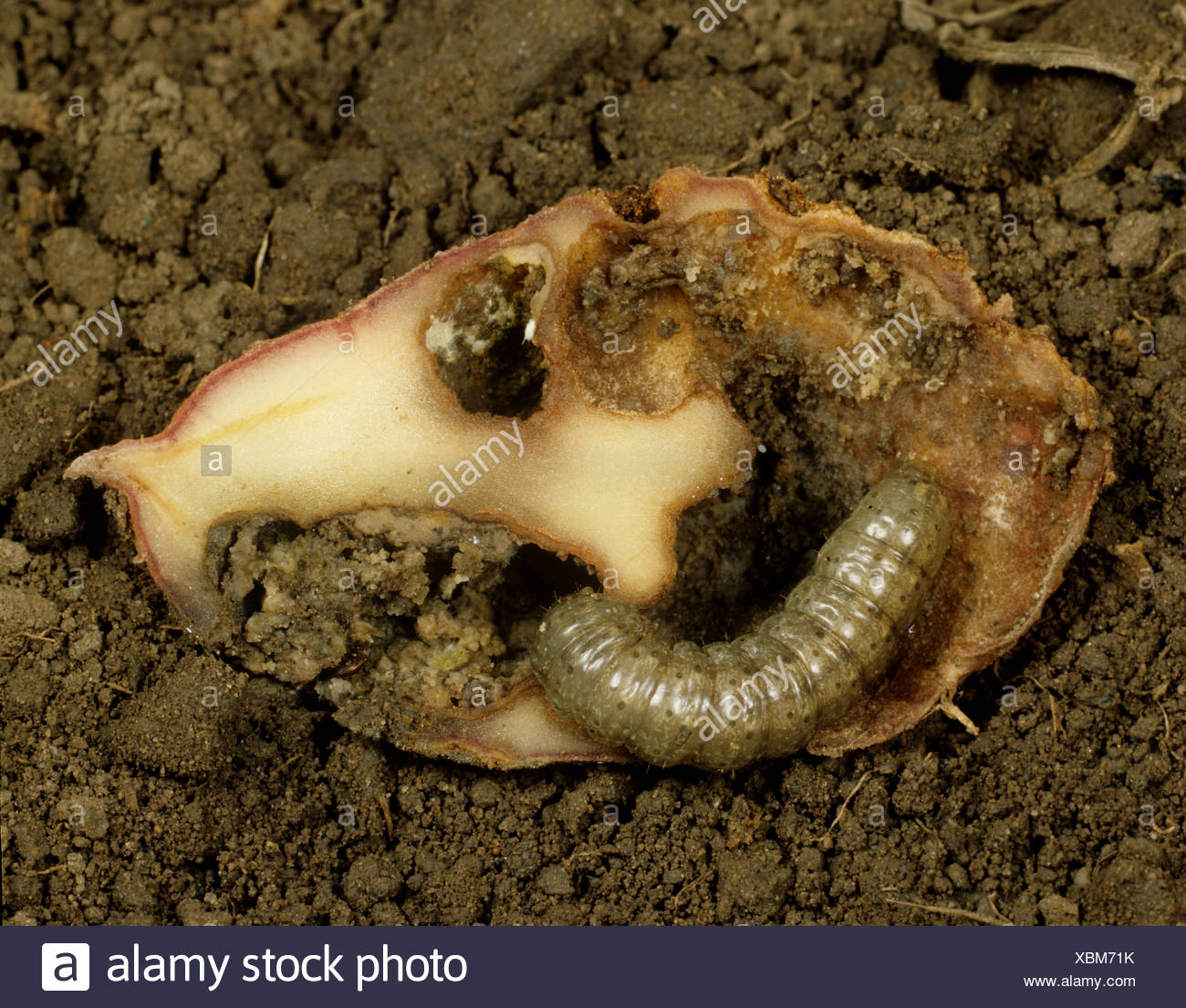 Potato Caterpillar High Resolution Stock Photography and Images Alamy