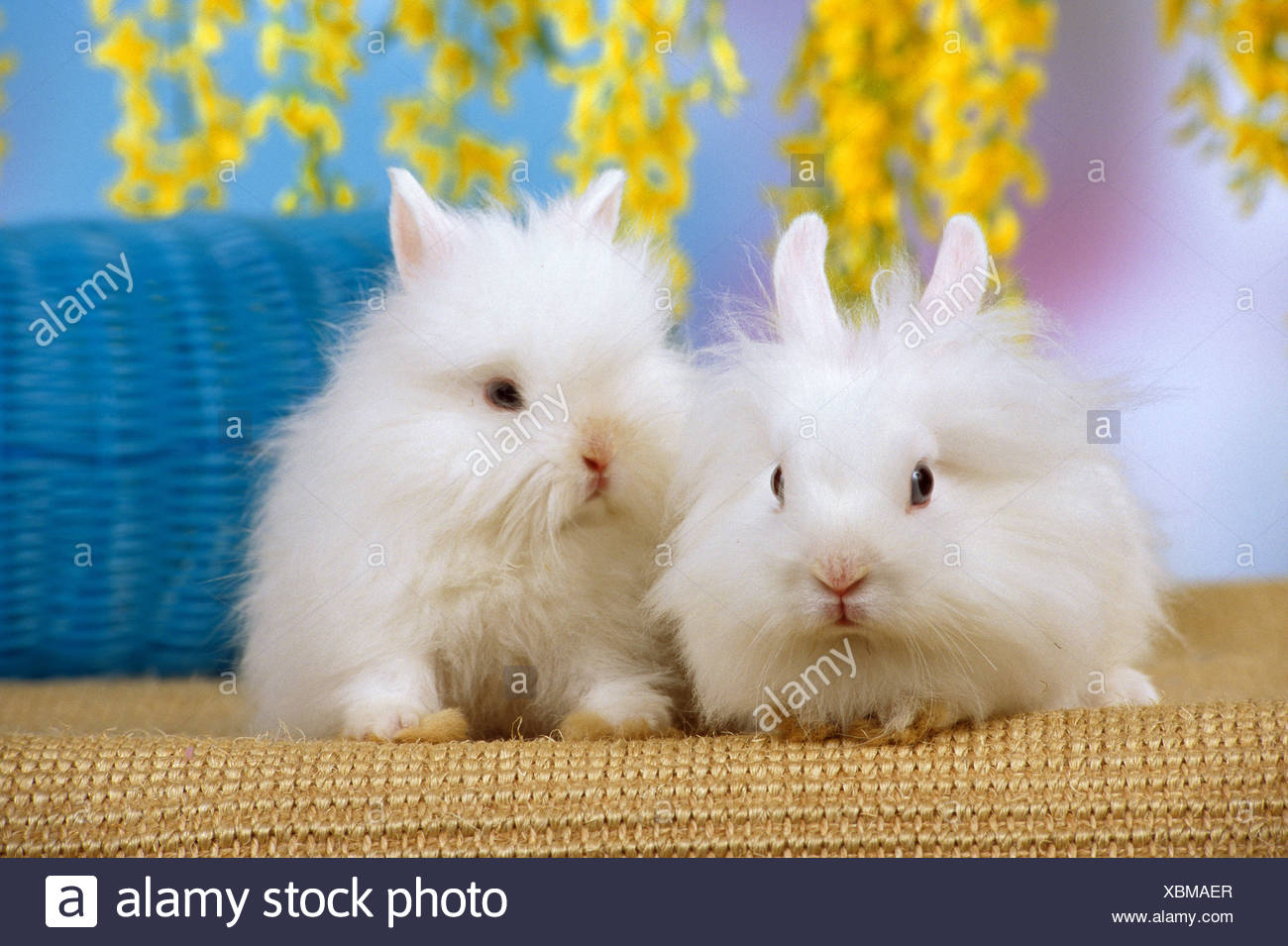 angora rabbit dwarf