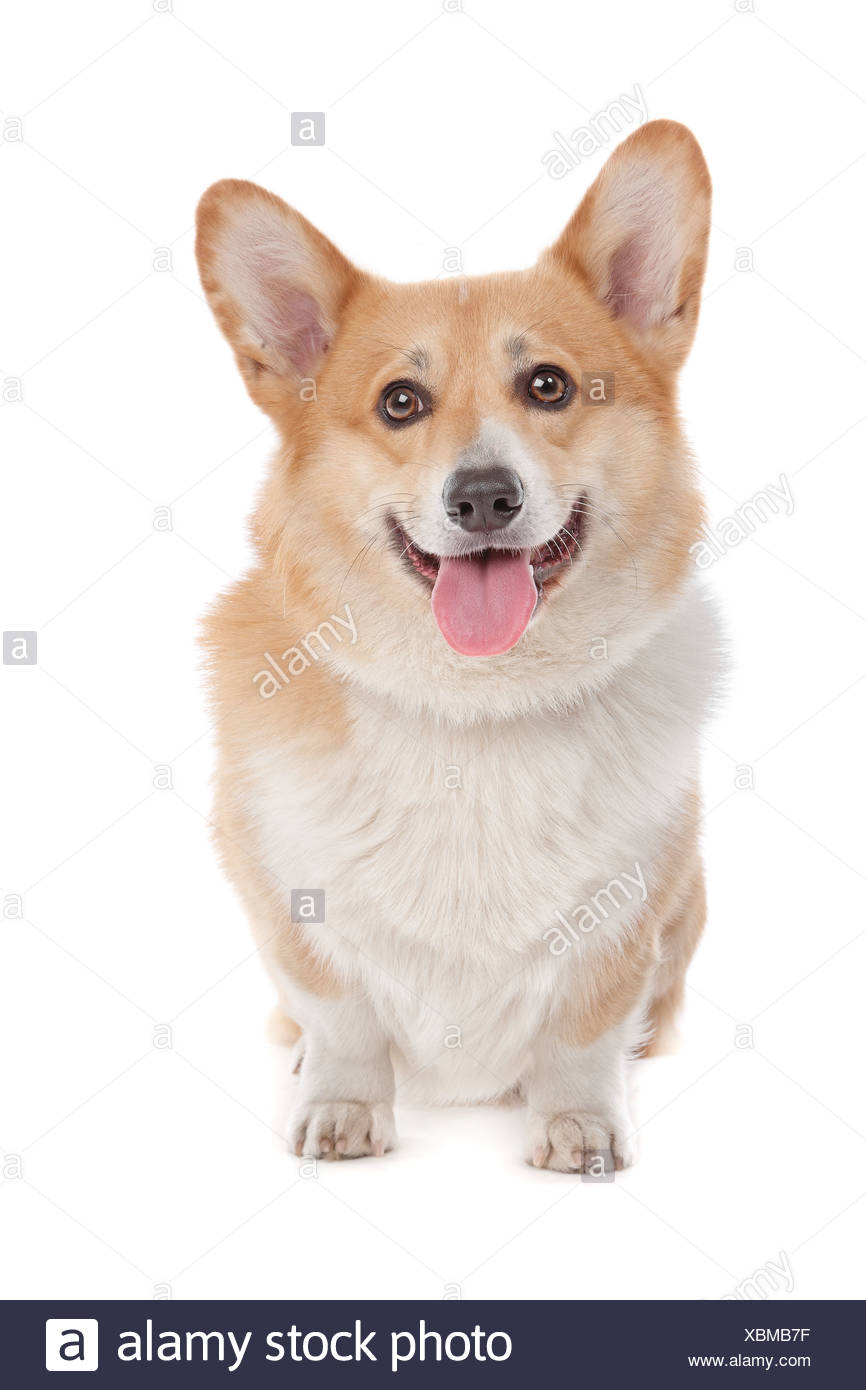 pure white corgi