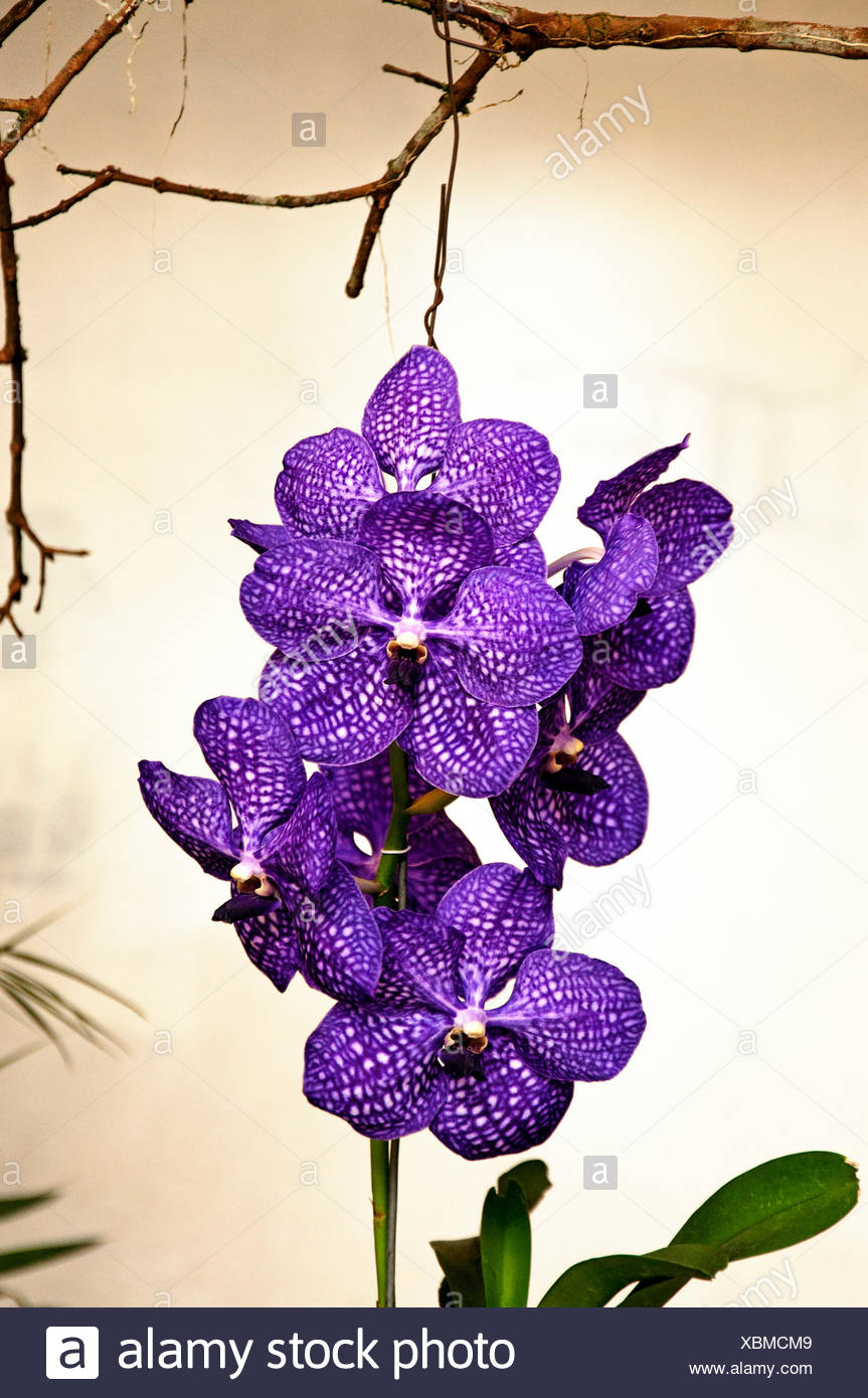 Orchid Flower Blue And Purple Sevilla Lanueva