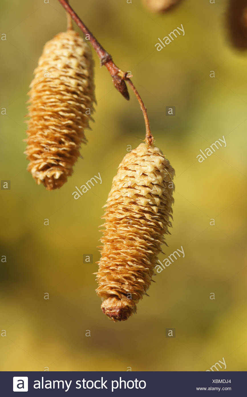 Silver Birch Seeds High Resolution Stock Photography and Images - Alamy
