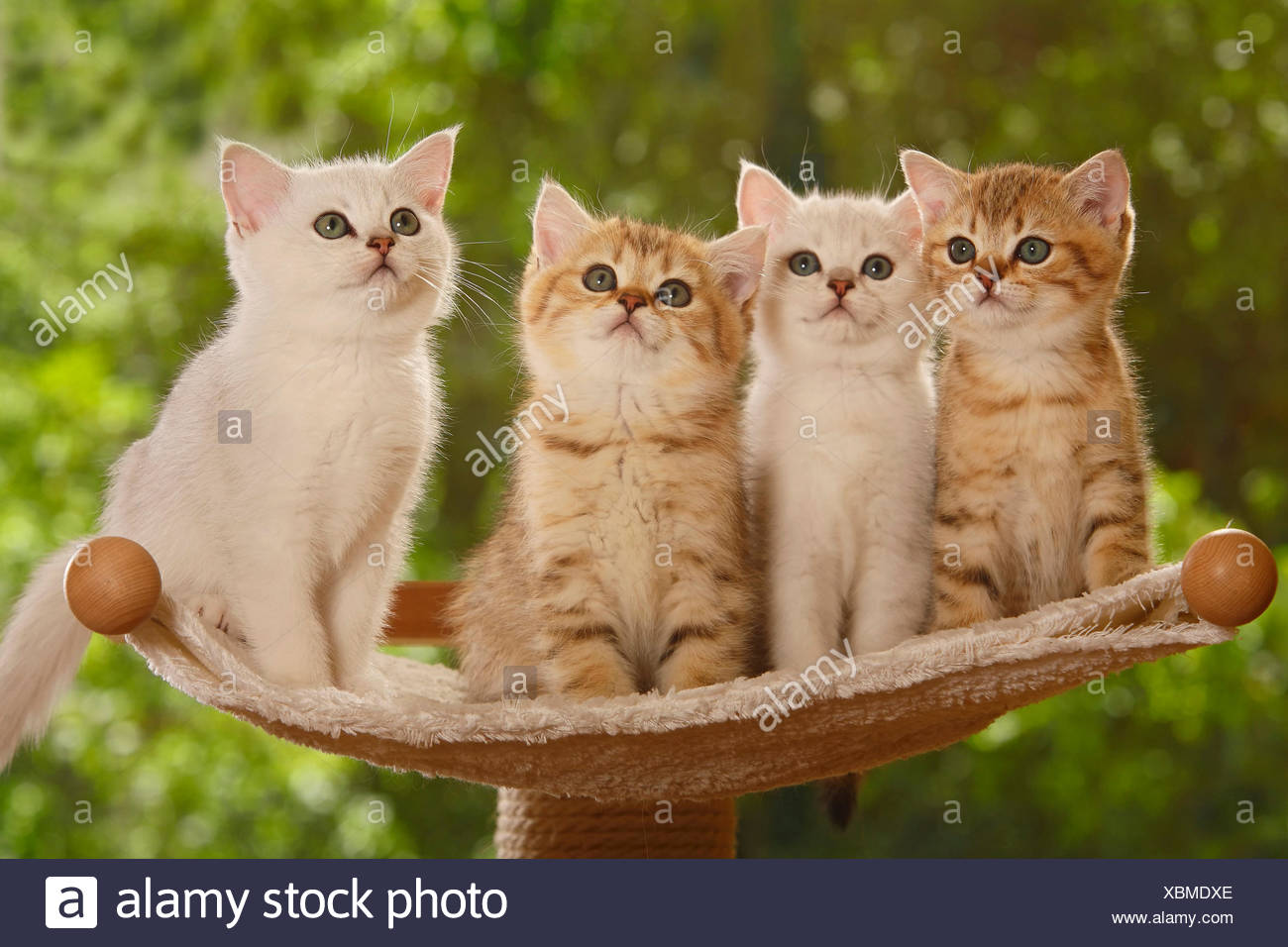 British Shorthair Kittens Stock Photos British Shorthair