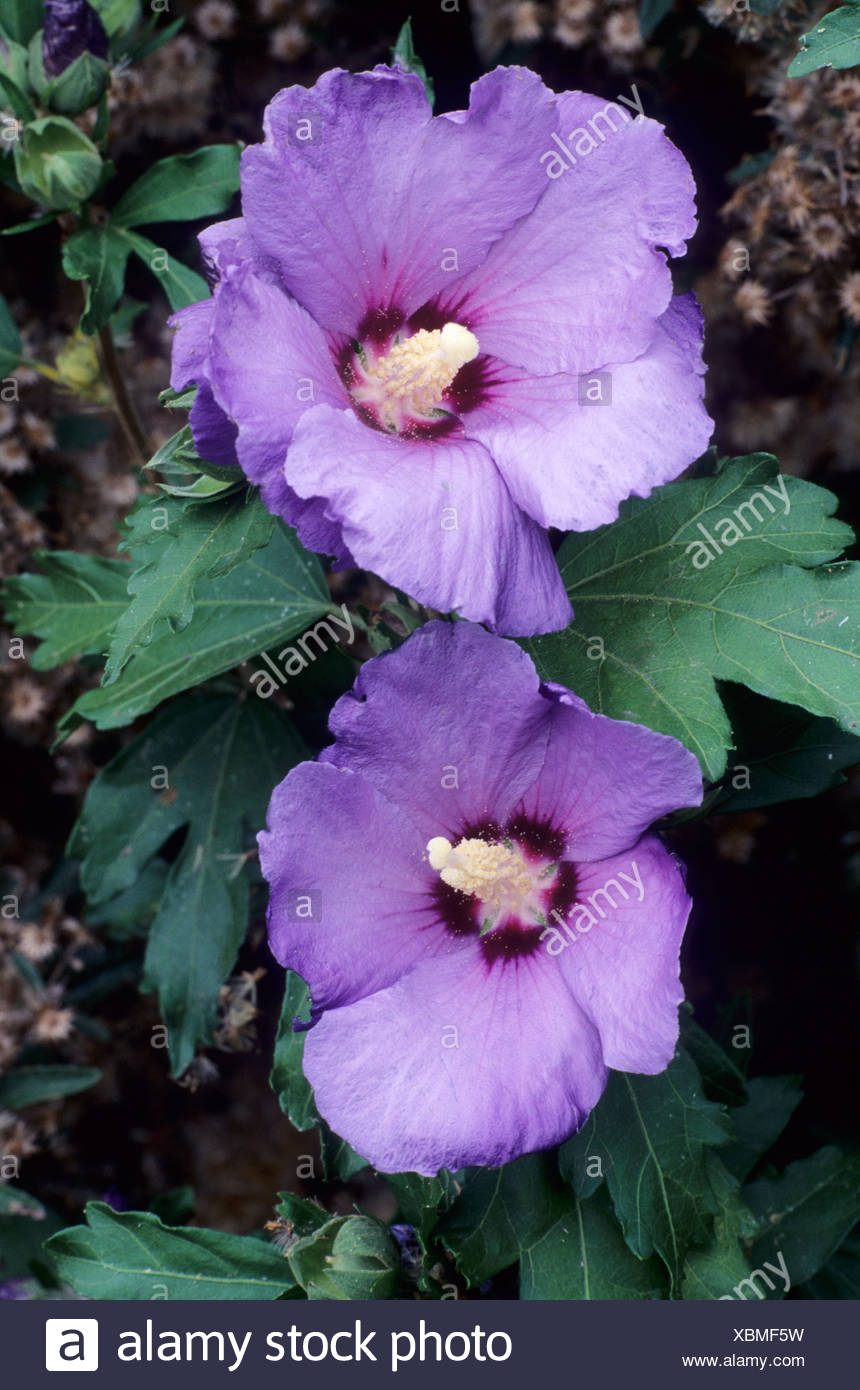Hibiscus Syriacus Blue Bird Syn H S Oiseau Bleu Blue Flower Stock