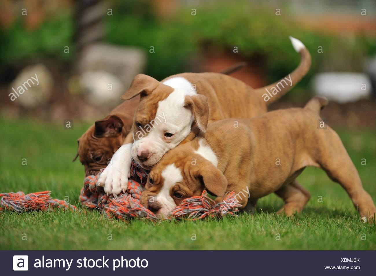 renascence bulldogge puppies