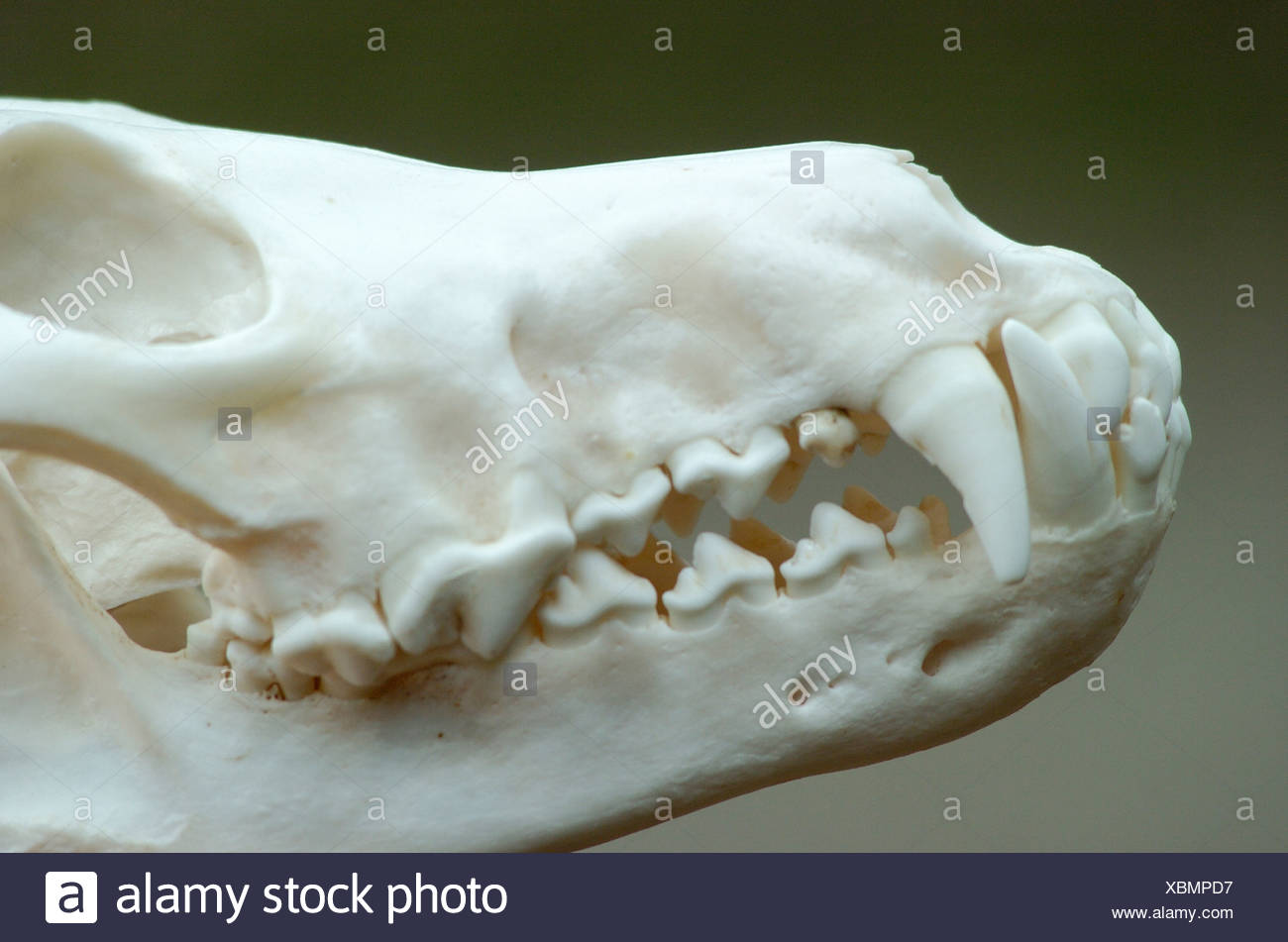 European Gray Wolf Canis Lupus Lupus Skull Stock Photo Alamy