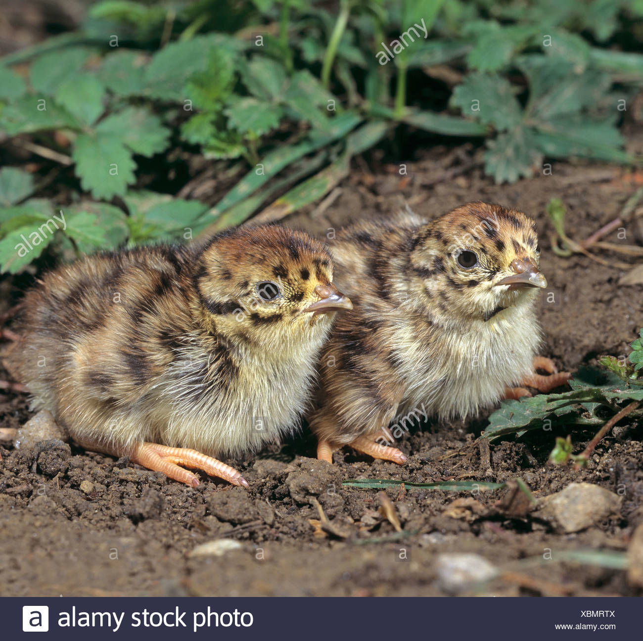 Page 2 Perdrix High Resolution Stock Photography And Images Alamy Page 2 Perdrix High Resolution Stock Photography And Images Alamy